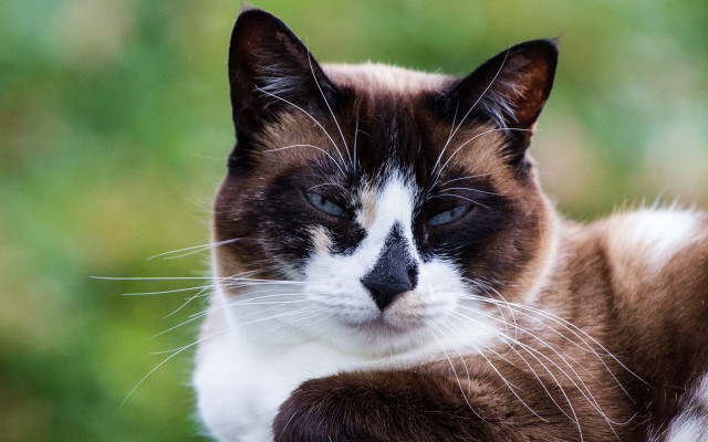Black white cat green background free wallpaper - medium preview image