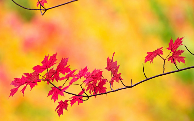 Branch red leaves autumn blurry free wallpaper - medium preview image