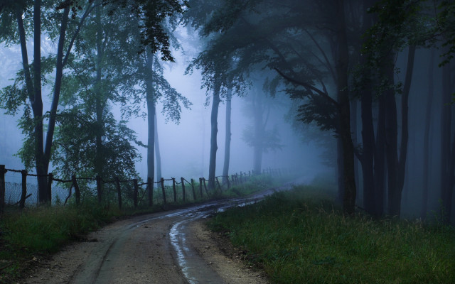 Dirt road forest fog bush free wallpaper - medium preview image