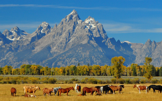 Horses mountains field sky clouds free wallpaper - medium preview image