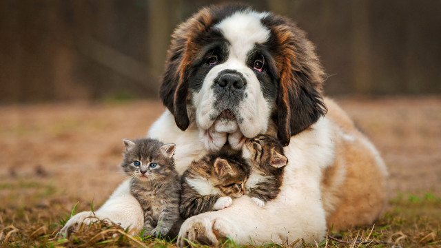 Dog kitten grass microscopic award free wallpaper - medium preview image