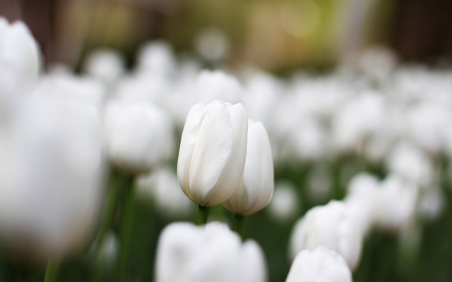 White flower bokeh shallow depth #2 free wallpaper - medium preview image