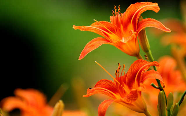 Flower blurry background macro autumn #3 free wallpaper - medium preview image