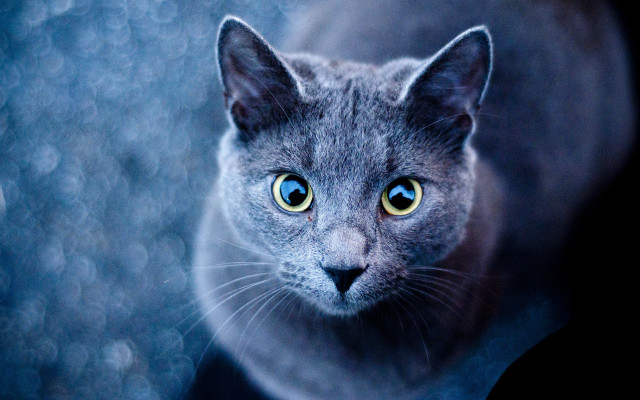 Black cat blue eyes symmetrical free wallpaper - medium preview image