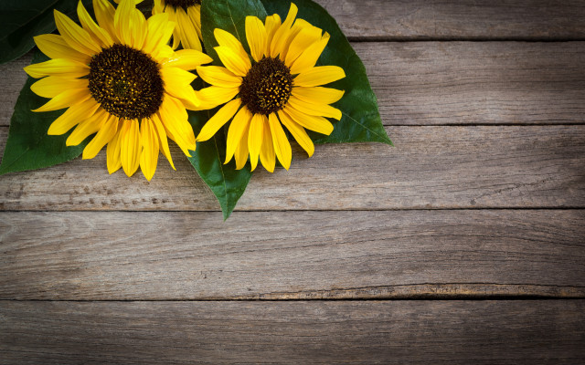 Sunflowers wooden table leaves petals free wallpaper - medium preview image