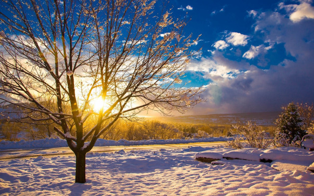 Snowy tree sunshine road winter free wallpaper - medium preview image