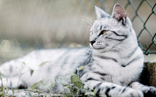 Cat fence chain link blurry free wallpaper - medium preview image