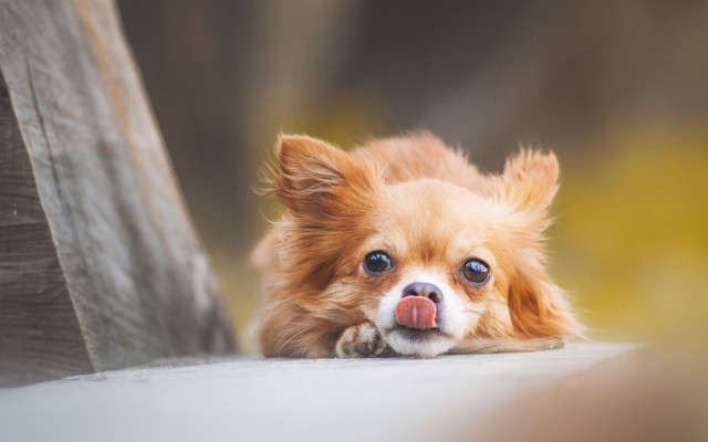 Small dog tongue out bench free wallpaper - medium preview image