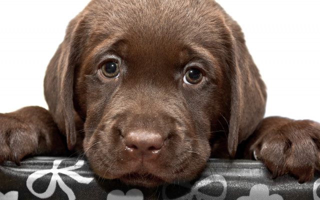 Puppy pillow bow sad cute free wallpaper - medium preview image