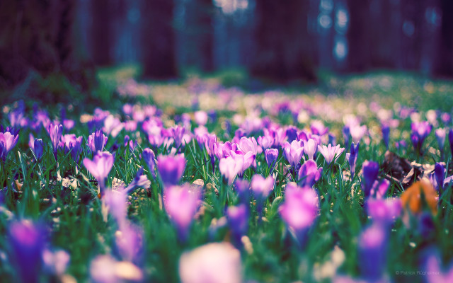 Purple white flowers field bird free wallpaper for desktop - medium preview image
