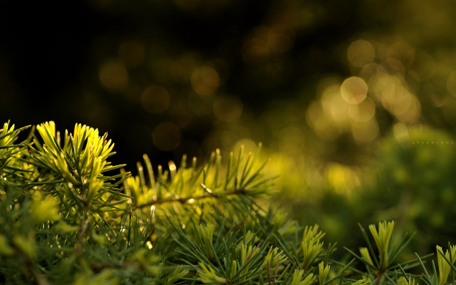 Pine branch bokeh lens flare free wallpaper - medium preview image