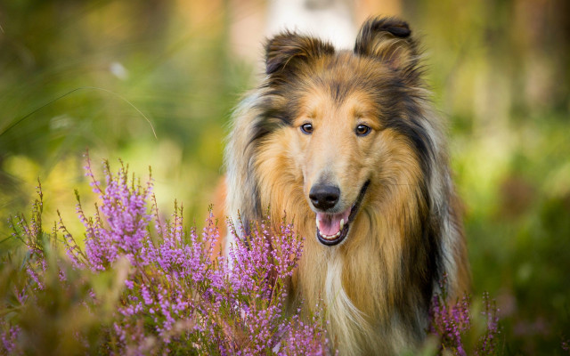Dog flower field blurry background #2 free wallpaper - medium preview image