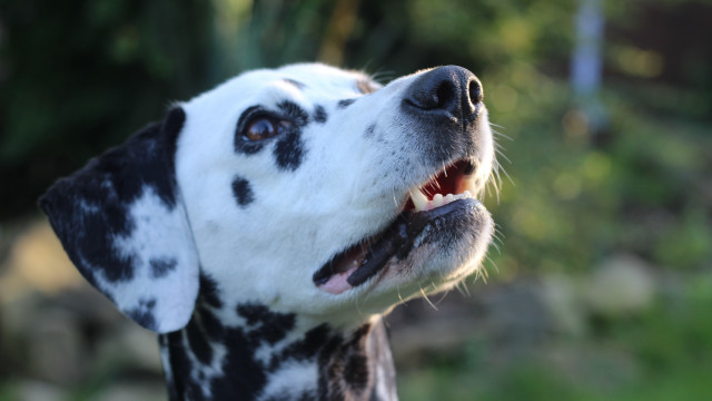 Dalmatian open mouth tongue out free wallpaper - medium preview image