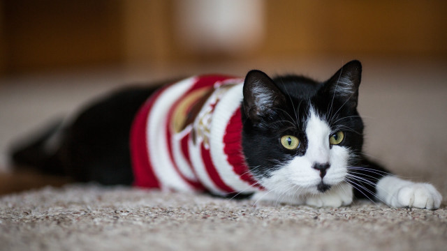 Black cat surprised sweater tilt free wallpaper - medium preview image