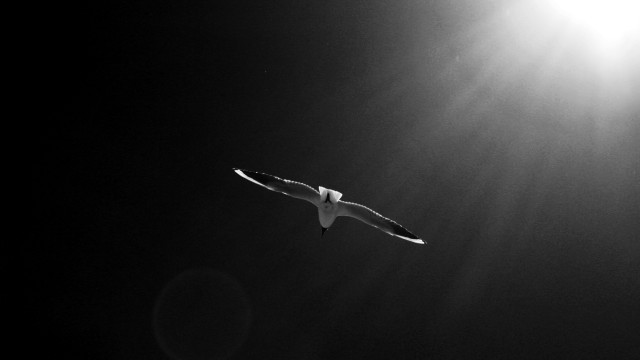 Bird sunshine clouds anamorphic flare free wallpaper - medium preview image