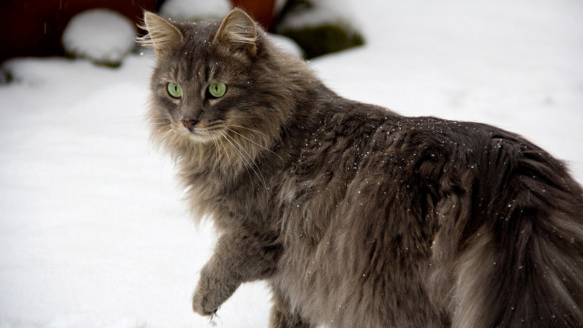 Cat green eyes snow walking #2 free wallpaper - medium preview image