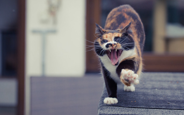 Cat ledge open mouth furry free wallpaper - medium preview image