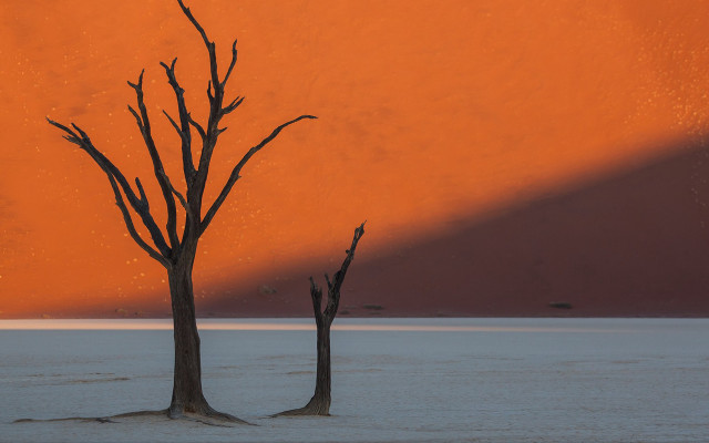 Dead trees desert red sky free wallpaper - medium preview image