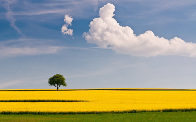 Lone tree yellow flower blue #3 free wallpaper - medium preview image