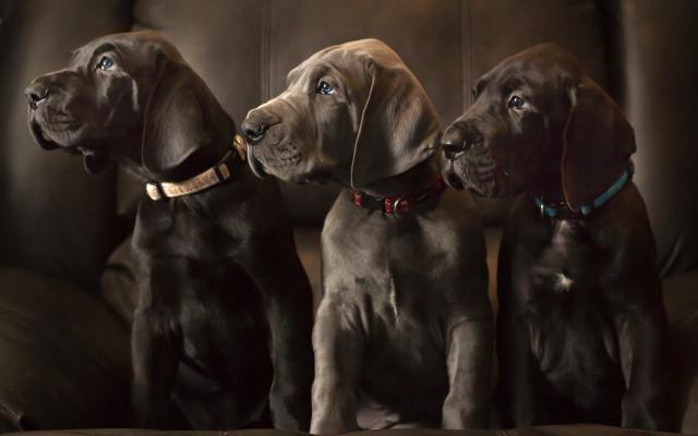 Three dogs couch upward gaze free wallpaper - medium preview image