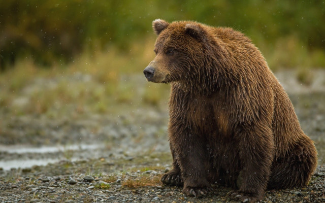 Brown bear gravel field aurora free wallpaper - medium preview image