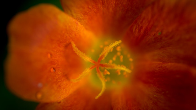 Flower red center yellow stamens free wallpaper - medium preview image