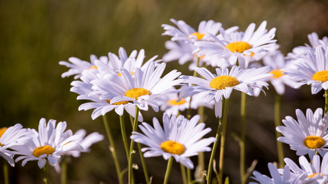 White flowers yellow centers field free wallpaper - medium preview image