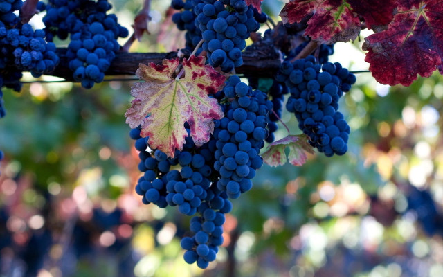 Grapes vine red leaf blue free wallpaper - medium preview image