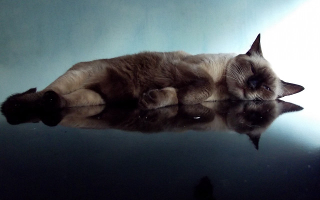 Cat reflective surface closed eyes free wallpaper - medium preview image