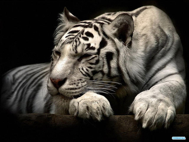 White tiger relaxing ledge portrait free wallpaper - medium preview image