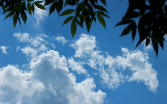 Plane blue sky leaves mountain free wallpaper - medium preview image
