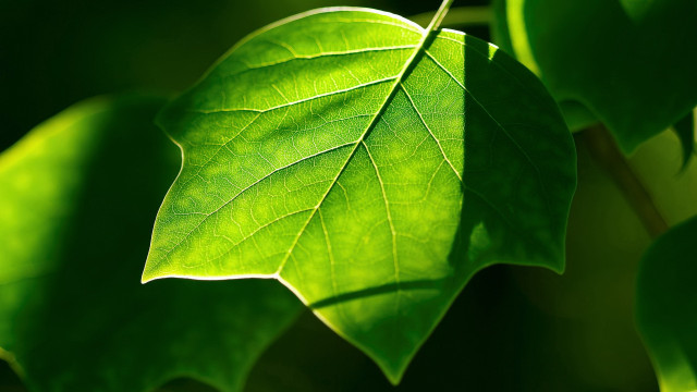 Green leaf branch sunlight macro #2 free wallpaper - medium preview image