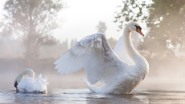 Swan flapping water near tree free wallpaper - medium preview image
