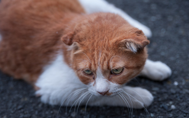 Sad cat looking at something free wallpaper - medium preview image