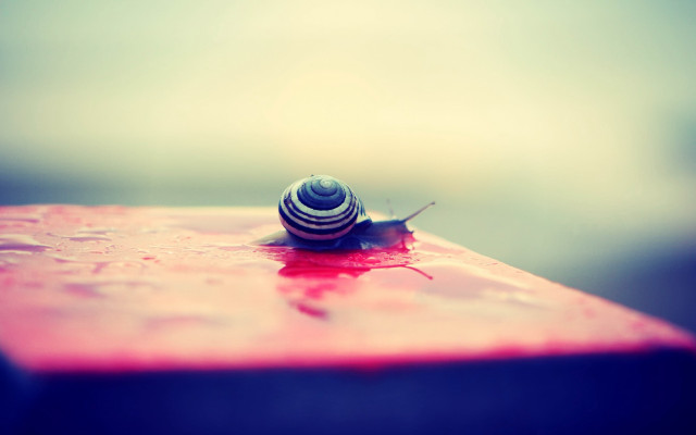 Snail red surface water droplets free wallpaper - medium preview image