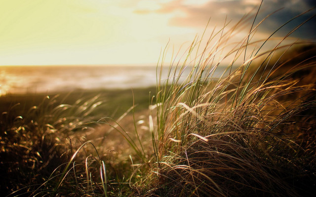 Grassy hill ocean view bright free wallpaper - medium preview image