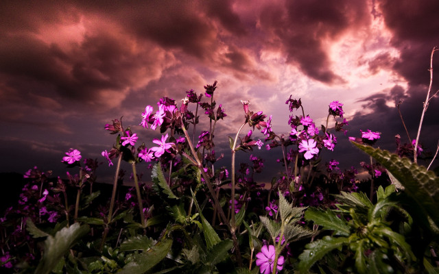 Purple flowers cloudy sky dusk free wallpaper - medium preview image
