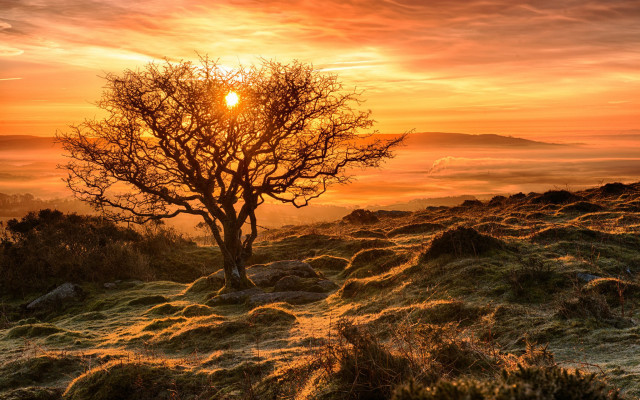 Hill sunset fog tree lake free wallpaper - medium preview image