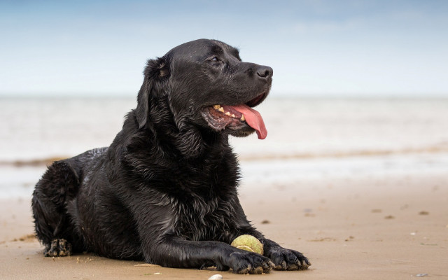 Black dog beach ball tongue free wallpaper - medium preview image