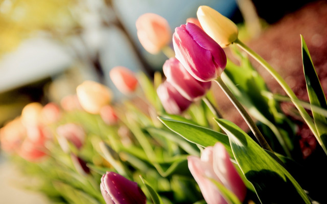 Tulips outside sun blurry background free wallpaper - medium preview image