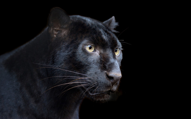 Black panther digital rendering animal free wallpaper - medium preview image