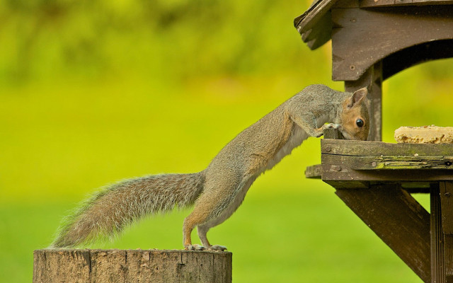 Squirrel reaching birdfeeder green background free wallpaper - medium preview image