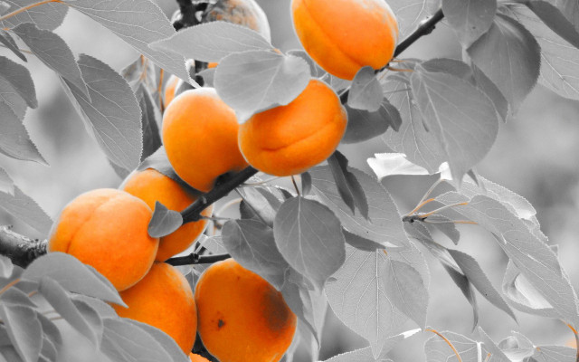 Orange tree flowers pumpkin leaves free wallpaper - medium preview image