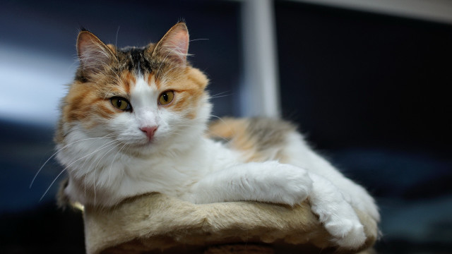Cat on scratching post paw free wallpaper - medium preview image