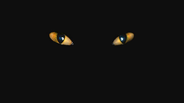 Glowing eyes cat dark background free wallpaper - medium preview image