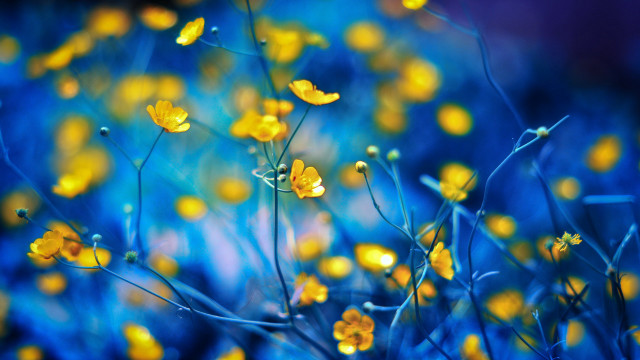 Yellow flowers bokeh macro leaf free wallpaper - medium preview image