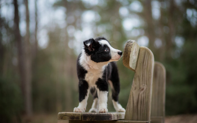 Black white puppy wooden bench free wallpaper - medium preview image