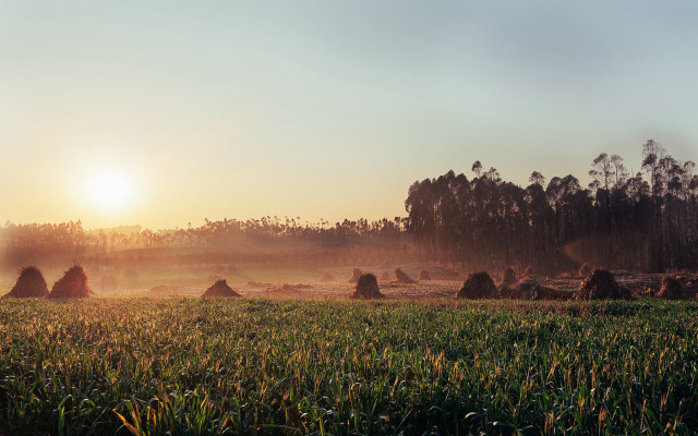 Field hay bales sunset trees free wallpaper - medium preview image