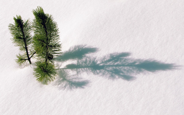 Small tree shadow snow bamboo free wallpaper - medium preview image