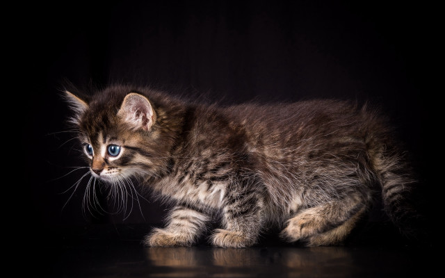 Small kitten blue eyes black #2 free wallpaper - medium preview image